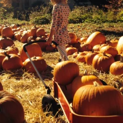 Wishbone Wagon -Thule || Croozer || MOUNTAIN BUGGY Verkäufe wishbone wagon beladen